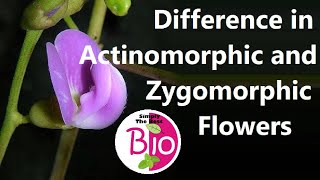 Difference between Actinomorphic and Zygomorphic flowers by Simply The Best BIO [upl. by Liris671]