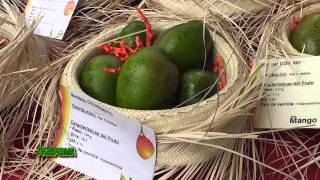 Mango varieties on display [upl. by Sears]