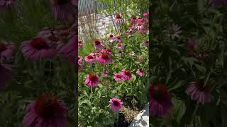 Pollinators along the East River Esplanade [upl. by Anaibib]