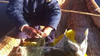 fish of Lake Titicaca [upl. by Jeff]