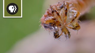 How Carnivorous Caterpillars Attack Their Prey [upl. by Annol814]