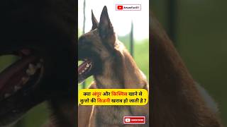 Facts about Dogs shorts shortsfeed youtubeshorts facts viral trending daily dailyfacts [upl. by Imhskal]