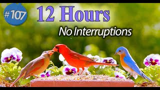 TV for Cats 😻12 Hour Bird Bonanza 🐦Uninterrupted CatTV with Fluttering Wings and Singing Birds [upl. by Roseanne]