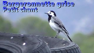 BERGERONNETTE GRISE Chant au début et à la fin [upl. by Okimik]