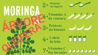 Moringa Oleifera Uso múltiplo [upl. by Qifar]