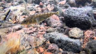 Threespined Sticklebacks in Lake Hill St Paul Island Alaska 6 Jul 2012 [upl. by Faxan]