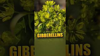 Gibberellins [upl. by Anelej]