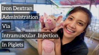 How To Administer Iron Dextran Via Intramuscular Injection To Piglets  Quick Vlog [upl. by Nomsed]