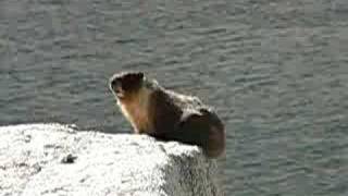 Marmot Chirping [upl. by Asiralc575]