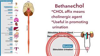 Bethanechol and pilocarpine Direct acting cholinergic agonists [upl. by Ennyletak615]