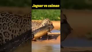 Jaguar vs caiman [upl. by Okram842]