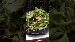 Mouth watering 🤤Tasty గోంగూర పచ్చడి🧄🌶️  easy gongura chutney  healthy easyrecipe shortsviral [upl. by Arotak]