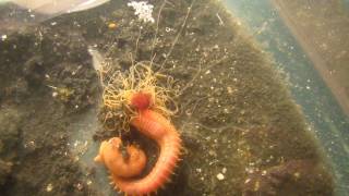 Crazy Spaghetti Worm feeding with tentacles [upl. by Portingale]