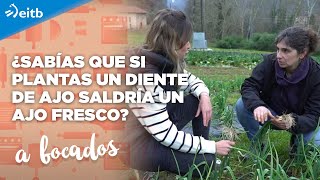 ¿Sabías que si plantas un diente de ajo saldría un ajo fresco [upl. by Seyah]