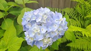 Giant Blue Mophead Hortensia Hydrangea macrophyllaflowers beautiful plants nature [upl. by Khoury]