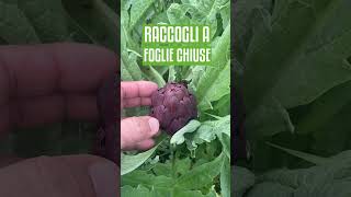 Quando raccogliere i CARCIOFI [upl. by Assirolc]