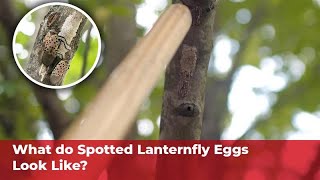 What do Spotted Lanternfly eggs look like [upl. by Elden]