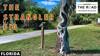 The Strangler Fig [upl. by Acino]