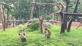 Kandang Bekantan Proboscis Monkey  Kebun Binatang Surabaya 050524 [upl. by Albert]