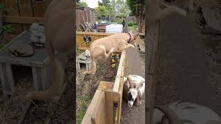 Lurcher Jumping Over Fence music rock love bonjovi song pets rockdog musicgenre puppy dog [upl. by Araas600]