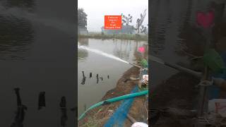 oxygen increasing techniquefishculture marine viralvideo aquaculture shrimp vannamei imc [upl. by Keriann]