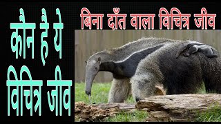 Giant anteater  facts about giant anteater hindi [upl. by Zillah]