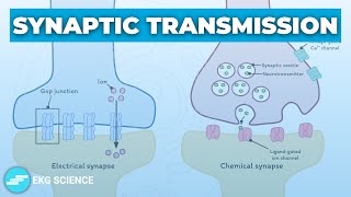 Synapses Transmission Electrical amp Chemical  Neurology [upl. by Fretwell]