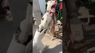 Dogo Argentino fight with his mother🚨🥵dogdogoargentinodogloverfightviralshortsdoglover [upl. by Aneertak]