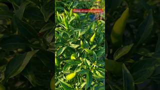 lots of Chillies at terrace garden ।।छत पर लगे मिर्च shorts [upl. by Amling]