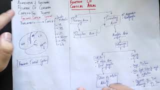 guyton chapter 58 part 1 Cerebral cortexmotor physiology Association Areasonlinemedical lectures [upl. by Arvind720]