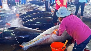 500km Chase！Huge Bluefin Tuna Catching Bluefin Tuna Cutting Master Sashimi500公里的進擊！黑鮪魚捕捉 黑鮪魚切割大師 [upl. by Caroline884]