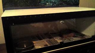 Reptile enclosure cage lighting installation CHEAP amp EASY Queen City Constrictors [upl. by Court]