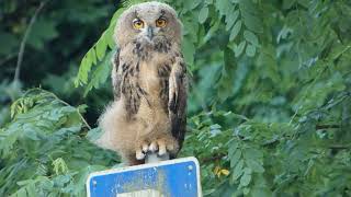 Uhus in Dannenberg 5  young eagle owl [upl. by Nylaj]