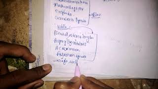 Microbiology of mycetoma [upl. by Donatelli]