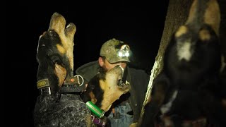 Bluetick Coonhounds Treeing raccoon [upl. by Eenaej23]