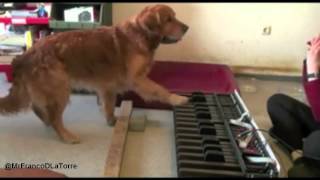 Perro Pianista Con Oido Absoluto  Golden Retriever With Perfect Pitch [upl. by Ehsrop]