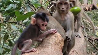 Elpida monkey look so great to take care wild baby [upl. by Amekahs]