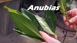 Beginner Plant Anubias Minima Anubias Congensis 3rd 125 Gallon tank [upl. by Hcone]