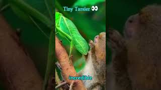 Tarsier Wonders Tiny Night Hunter 🌙👀 shorts tarsier [upl. by Ydnelg]