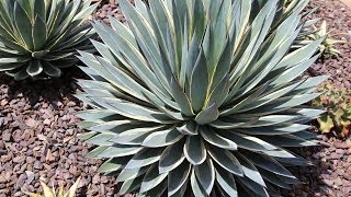 Variegated Agaves in Hybridizer Kelly Griffins Garden [upl. by Blood808]