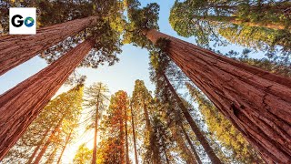 Sequoia amp Kings Canyon National Parks [upl. by Arman]