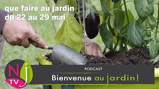 QUE FAUTIL FAIRE DANS LE JARDIN DU 22 AU 29 MAI Extrait du Grand Podcast Bienvenue au jardin N°10 [upl. by Tabber]