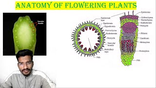 MERISTEMATIC TISSUE  ANATOMY OF FLOWERING PLANTS  NEETCUETClass11  neet L1 [upl. by Ansilma428]