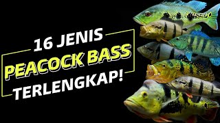 16 JENIS PEACOCK BASS TERLENGKAP  beserta harga dan keterangan nya [upl. by Kohn]