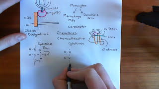 The HIV Life Cycle and Antiretroviral Drugs Part 3 [upl. by Tini]