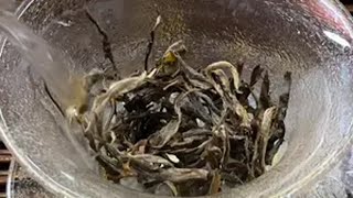 来喽！上茶！古树生茶！新茶上市 普洱茶 口粮茶推荐 挑战花式泡茶 生茶 [upl. by Asinla650]