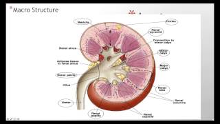 Kidney Anatomy Histology [upl. by Jaylene646]