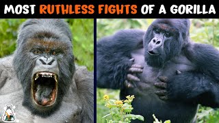 6 Most Ruthless Fights Of A Gorilla [upl. by Jewel902]