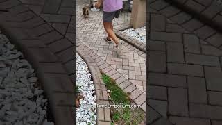 More of Peteys leash training puppytimeemporium7080 pomsky puppy puppylovers [upl. by Ahoufe381]