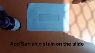 Detection of Grame Bacteria from Curd by Simple Staining method BioQuantaTuitorials [upl. by Girhiny]